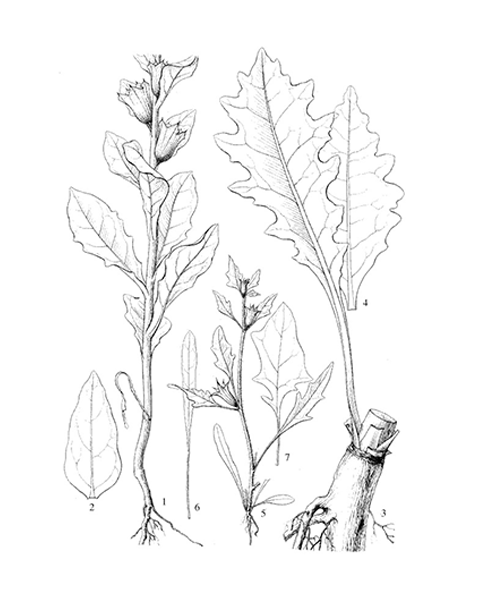 Natural compounds from  Hyoscyamus niger